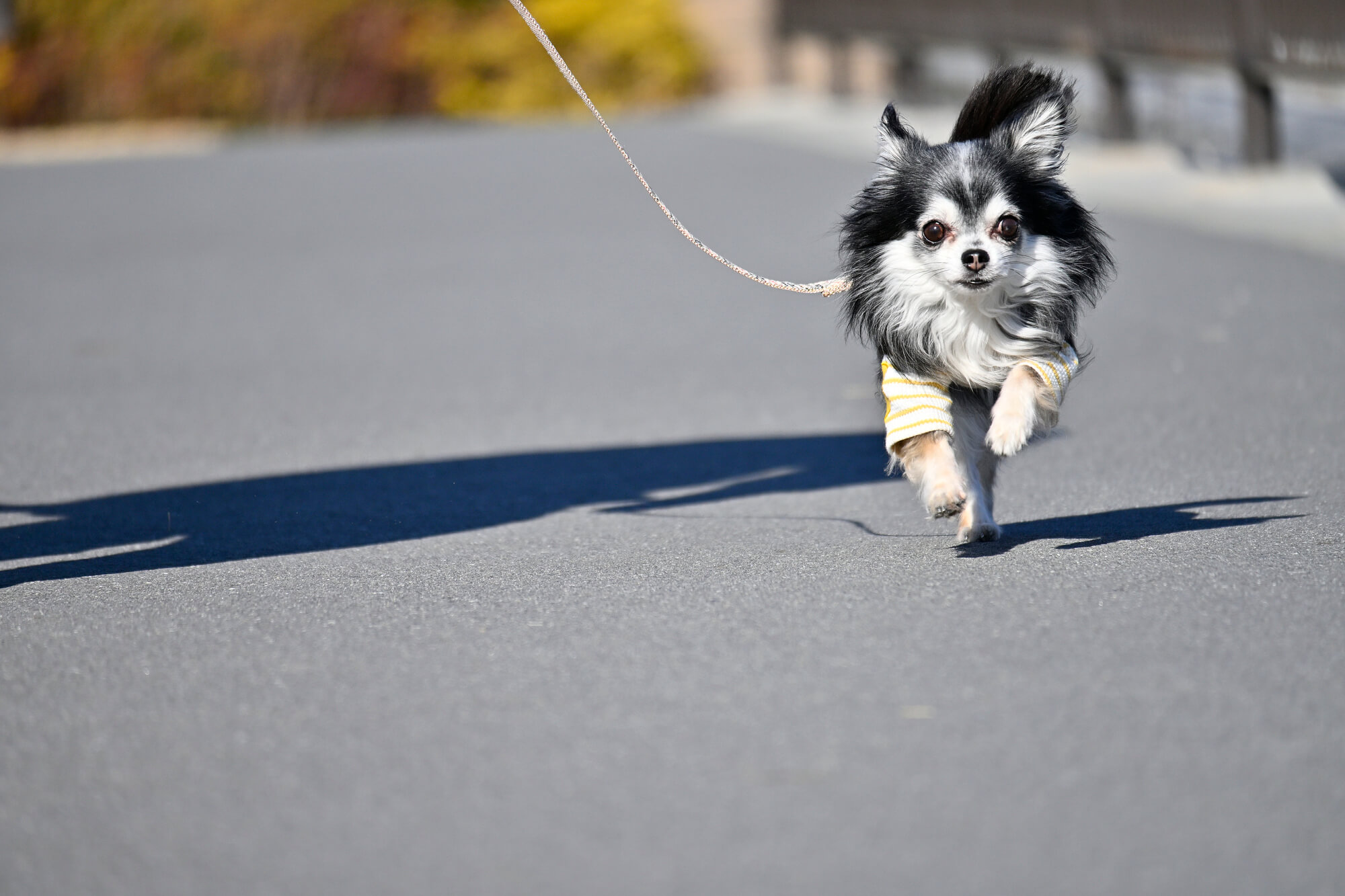 小型犬に合ったハーネスで安心・快適な散歩を実現しましょう